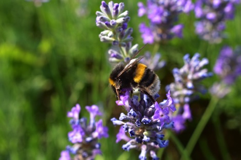 Bumblebee on lavender
